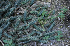 Echinocereus berlandieri