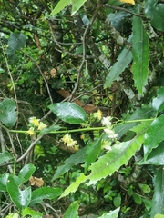 Passiflora tetrandra