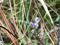 Burmannia biflora