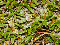 Abrotanella caespitosa