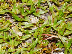 Abrotanella caespitosa