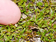 Abrotanella caespitosa