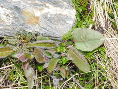 Hieracium lepidulum