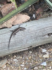 Trachylepis spilogaster