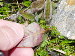 Hieracium lepidulum