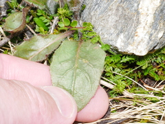 Hieracium lepidulum