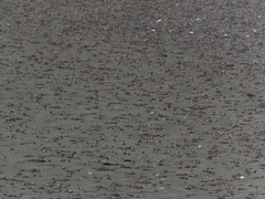 Leptuca uruguayensis