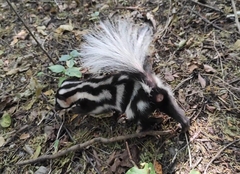 Spilogale angustifrons