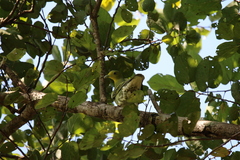 Treron phoenicopterus