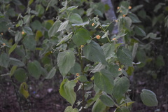 Abutilon trisulcatum