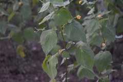 Abutilon trisulcatum