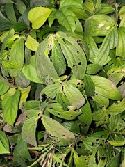 Elatostema