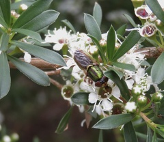 Odontomyia decipiens