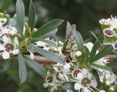 Odontomyia decipiens
