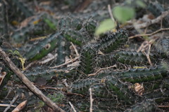 Echinocereus berlandieri