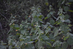Abutilon trisulcatum