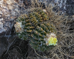 Parodia erinaceus