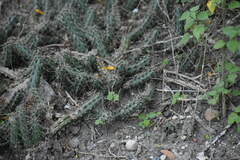 Echinocereus berlandieri