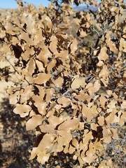 Quercus × undulata