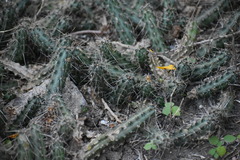 Echinocereus berlandieri