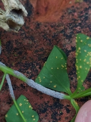 Podosphaera euphorbiae