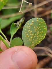 Podosphaera euphorbiae