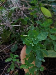 Podosphaera euphorbiae
