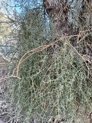 Phoradendron californicum