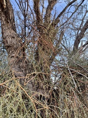 Phoradendron californicum