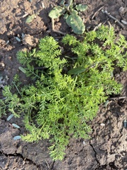 Oncosiphon pilulifer