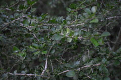 Randia obcordata