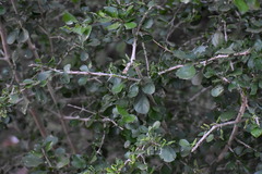 Randia obcordata