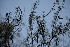 Vachellia schaffneri bravoensis