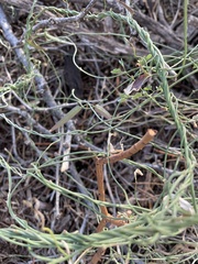 Funastrum heterophyllum