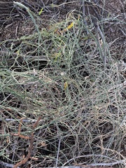 Funastrum heterophyllum