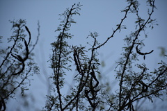 Vachellia schaffneri bravoensis