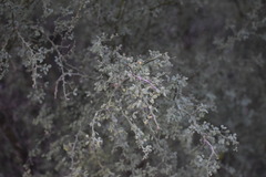 Parkinsonia texana macra