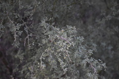 Parkinsonia texana macra