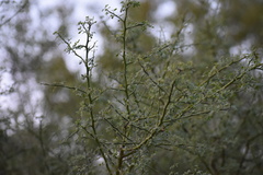 Parkinsonia texana macra