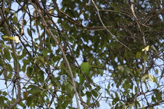 Chloropsis aurifrons