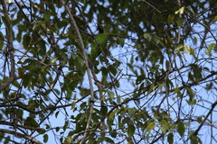 Chloropsis aurifrons