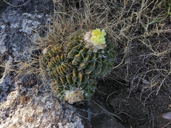 Parodia erinaceus