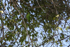 Chloropsis aurifrons