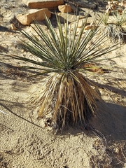 Yucca baileyi