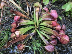 Sarracenia psittacina