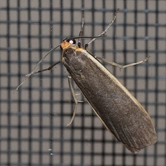 Palaeosia bicosta
