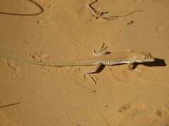Acanthodactylus longipes