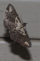 Pasiphilodes testulata