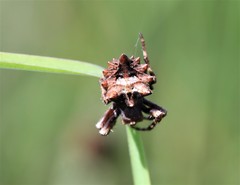 Acanthepeira