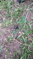 Grammostola iheringi